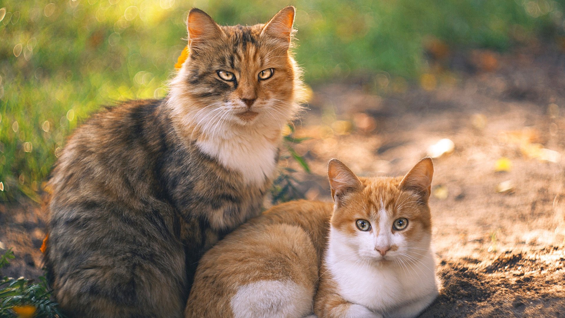 乐鱼电竞在线平台登录入口-中超球队比赛调度节奏对比分影响，中超规则2021降级