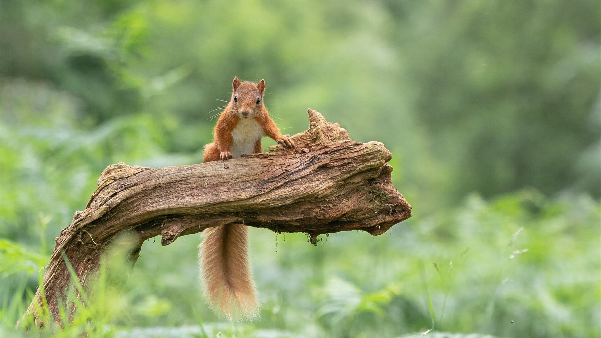 中国女篮展现整体攻防一体化水平,中国女篮战术分析