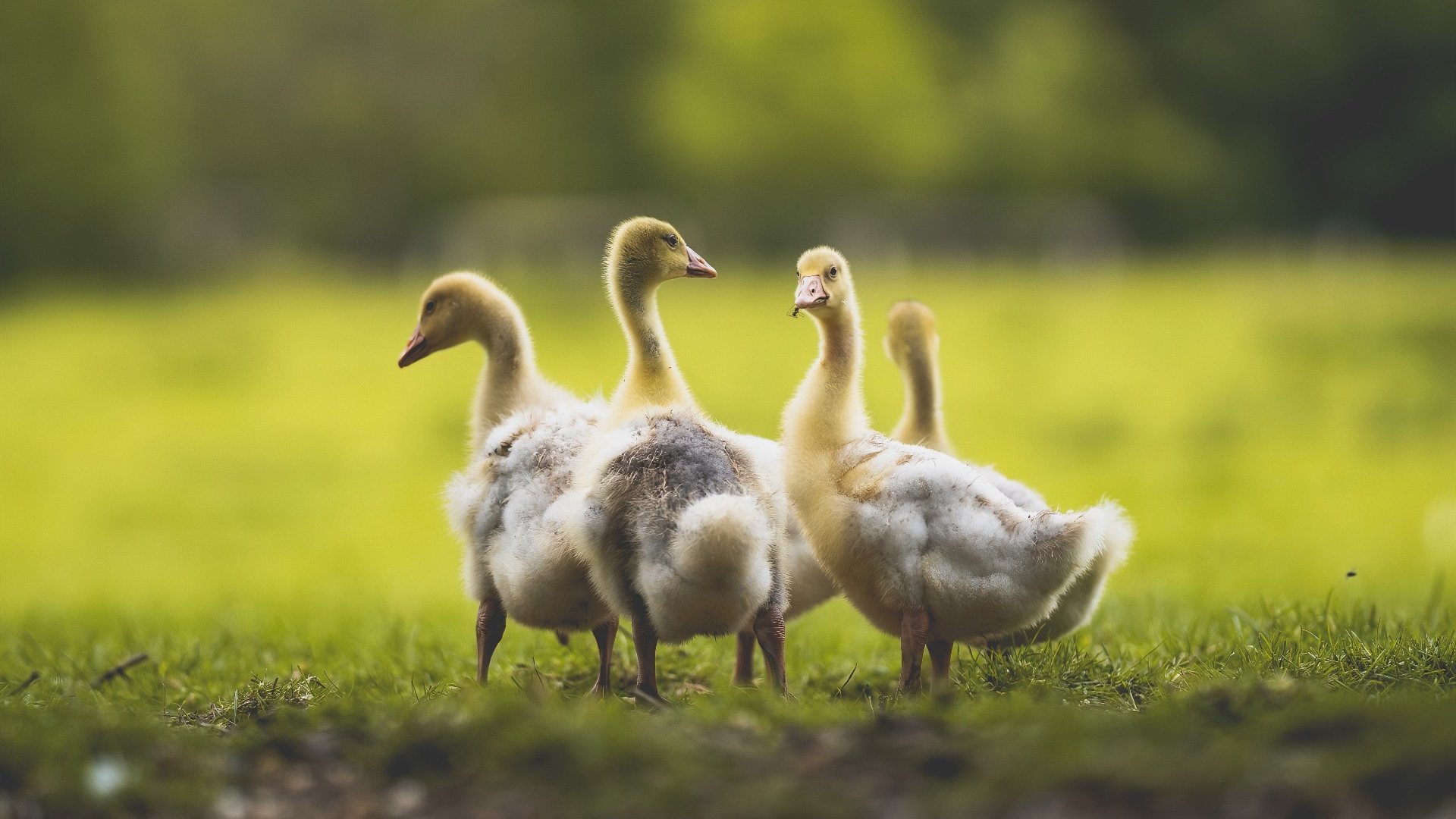 中美蝶泳稳定性评分连续三年提升,蝶泳中国