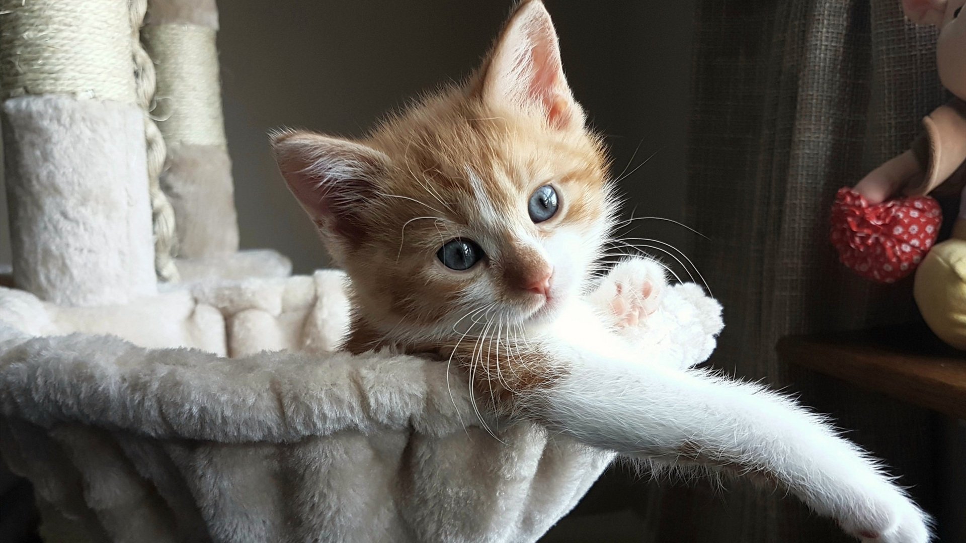 双子星组合哪对效率最高,双子星lv