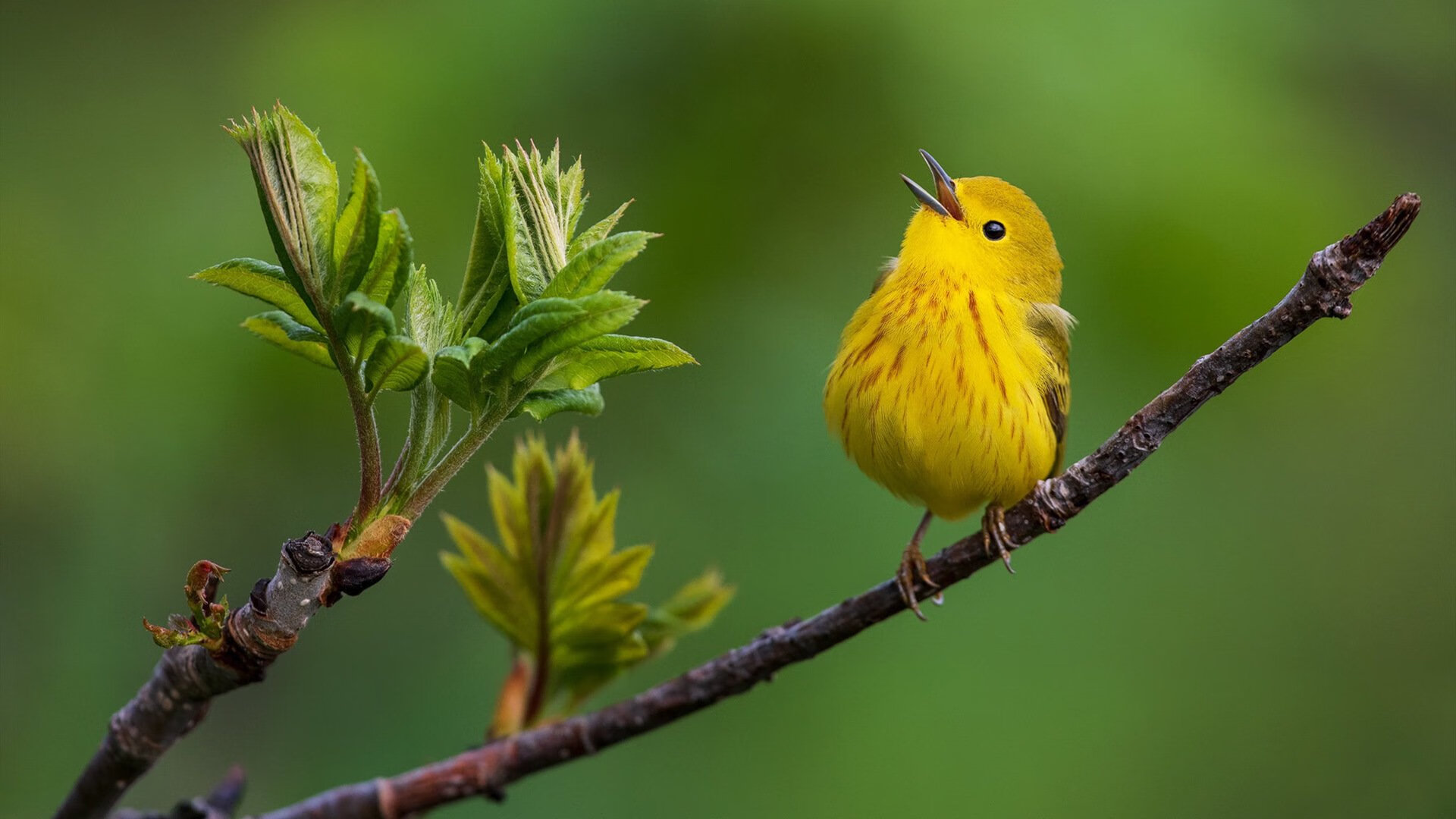 技术细节决定成败:蛙泳世界纪录对比,蛙泳世界纪录是谁
