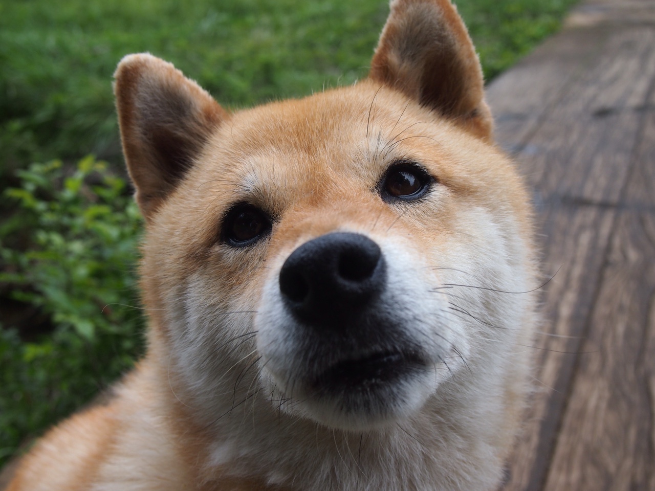 技术细节决定成败:蛙泳世界纪录对比,蛙泳世界纪录是谁