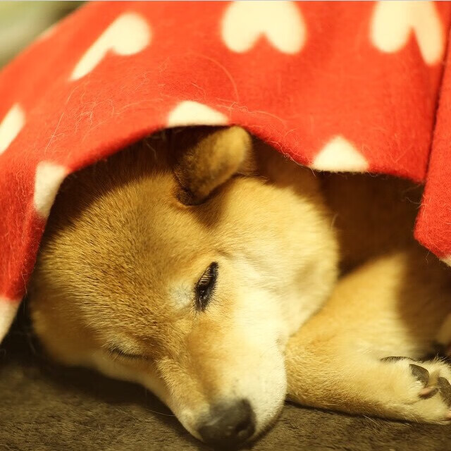 乐鱼电竞在线平台登录入口-男队仰泳突破个人极限，中国男子仰泳领军人物