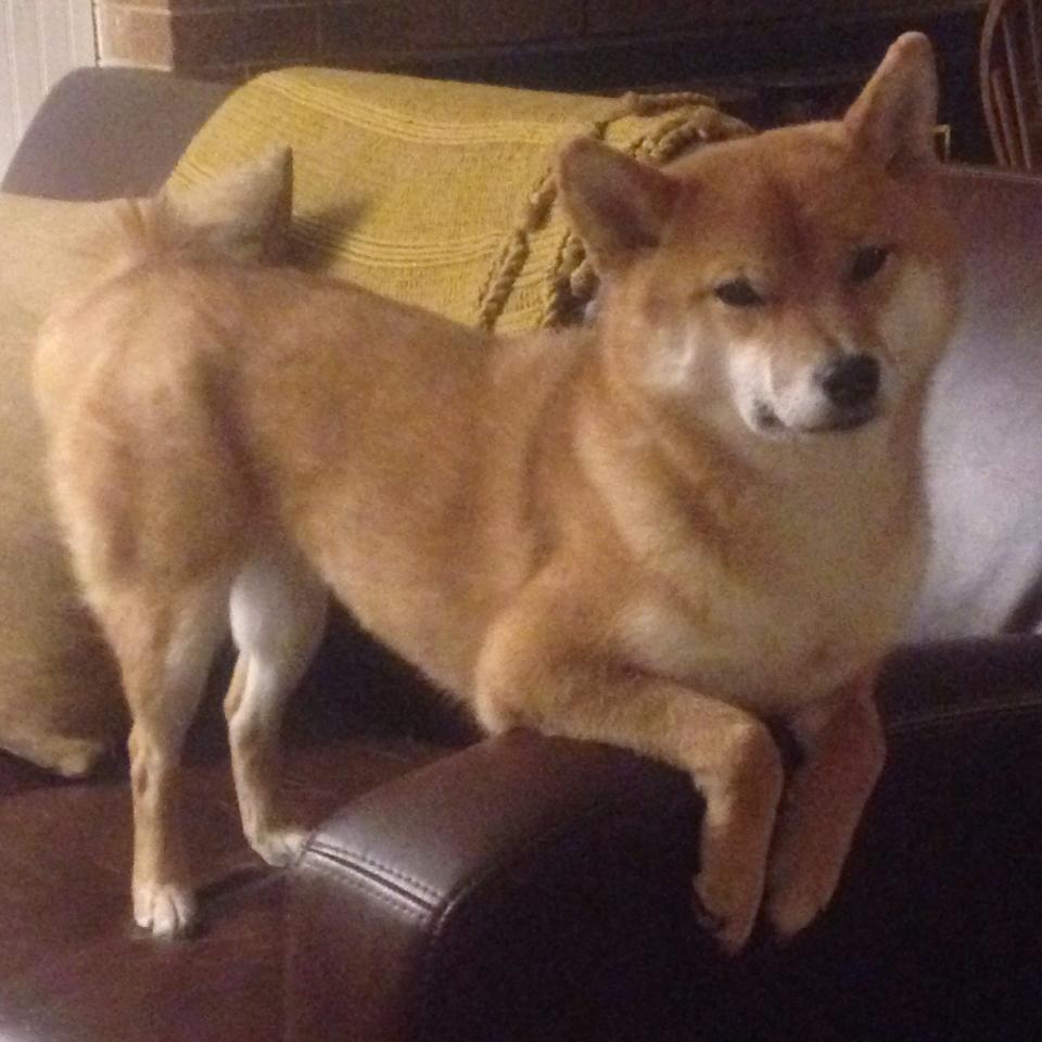 “尼古拉斯·桑特基:阿根廷美洲狮队的灵魂人物,未来值得期待”