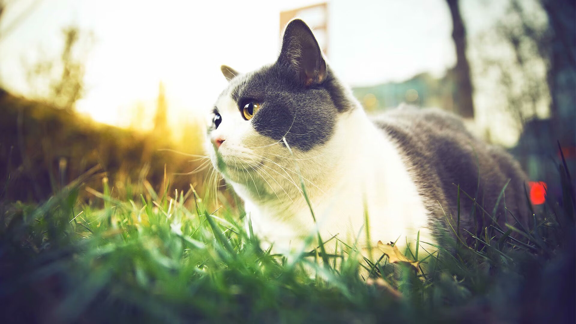 中学篮球教练团队专业化建设促进教学水平提升,篮球教练的教学理念